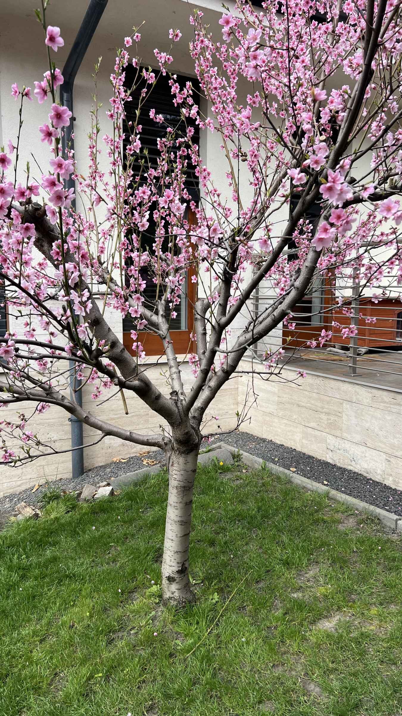 Trichoderma törzsek a növényben