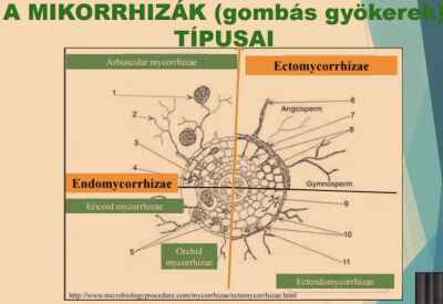 Endo és ekto mikorrhiza különbség